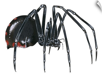 Black Widow (Latrodectus), Spider