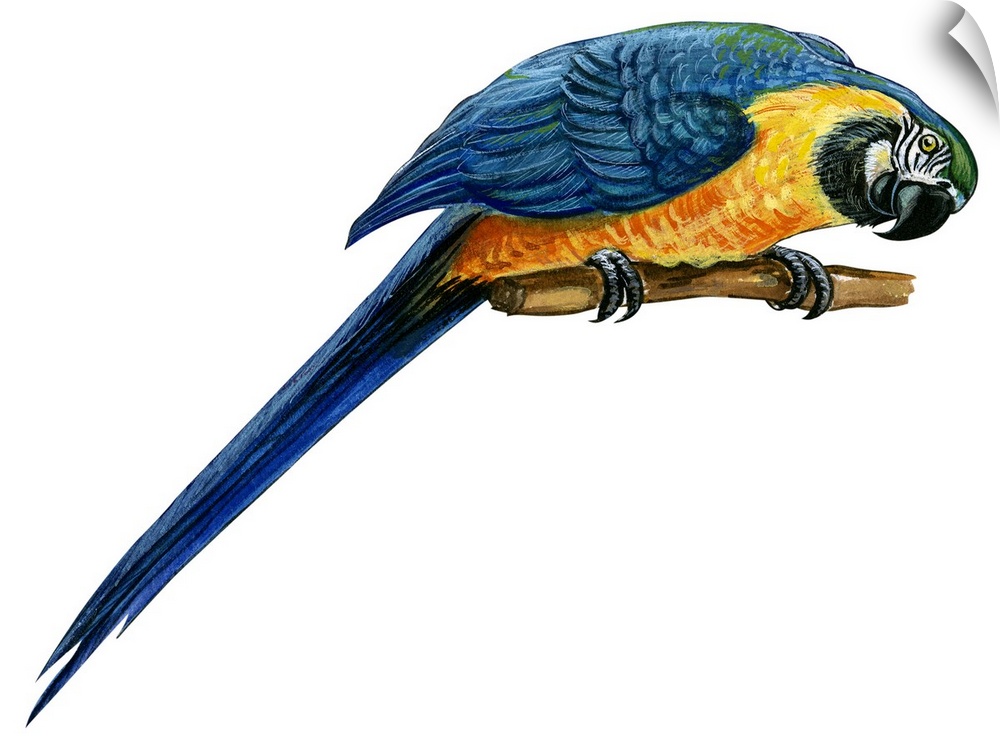 Educational illustration of the blue-and-yellow macaw.