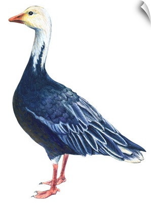Blue Goose (Chen Caerulescens) Illustration