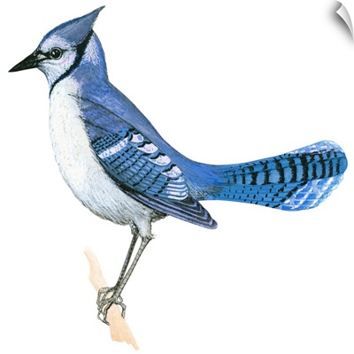 Blue Jay (Cyanocitta Cristata) Illustration