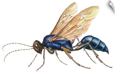 Blue Mud Dauber (Chalybion Californicum), Wasp