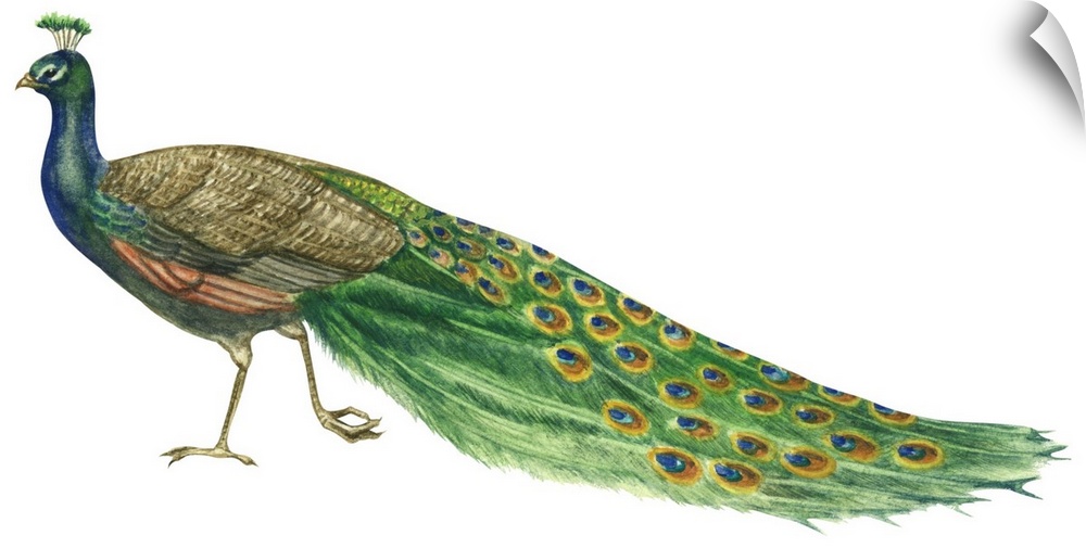 Educational illustration of the blue or Indian peacock.