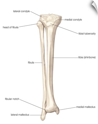 Bones of right leg - anterior view. skeletal system