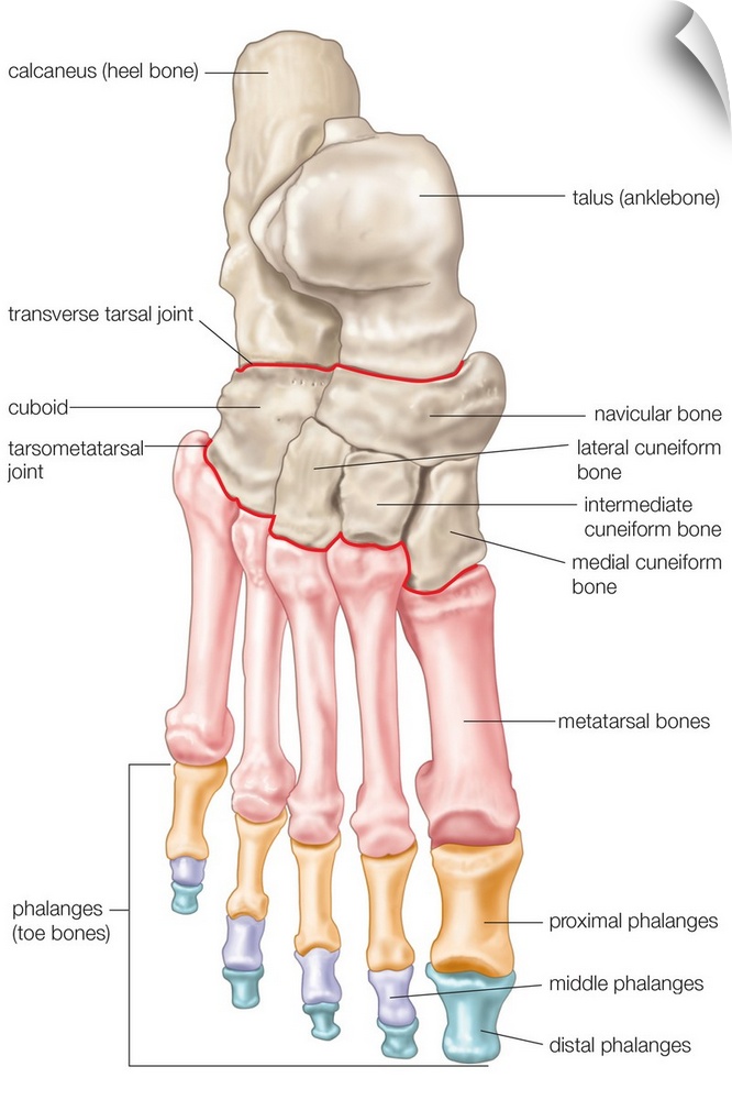 Bones of the foot - dorsal view. skeletal system