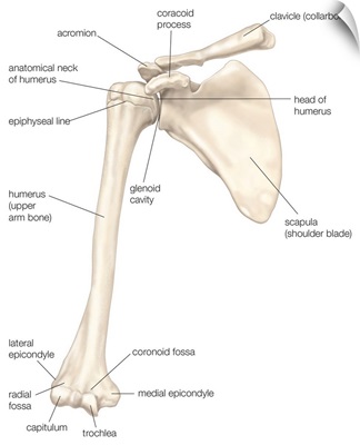Bones of the shoulder - anterior view. skeletal system