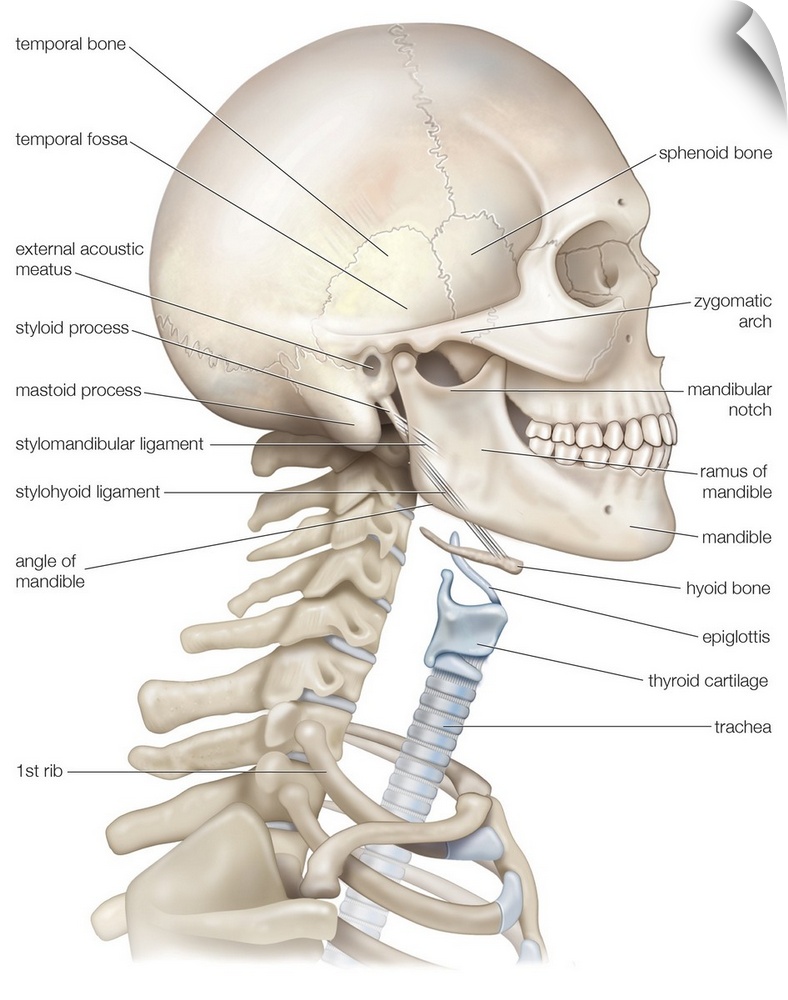 Bony framework of head and neck. skeletal system
