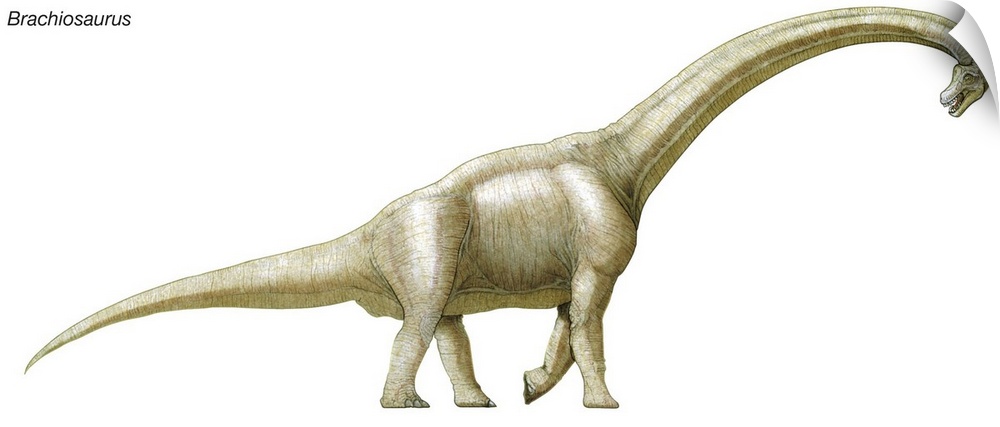 An illustration from Encyclopaedia Britannica of the dinosaur Brachiosaurus.