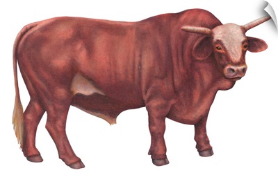 Braford Bull, Beef Cattle