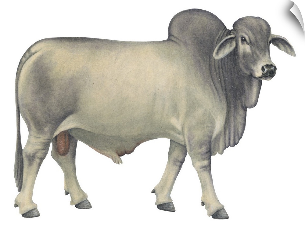 Brahman Bull, Beef Cattle