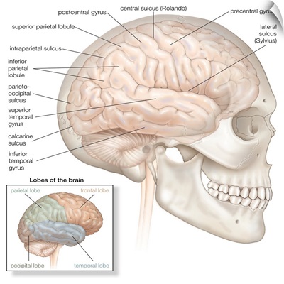 Brain with skull in situ - lateral view. nervous system