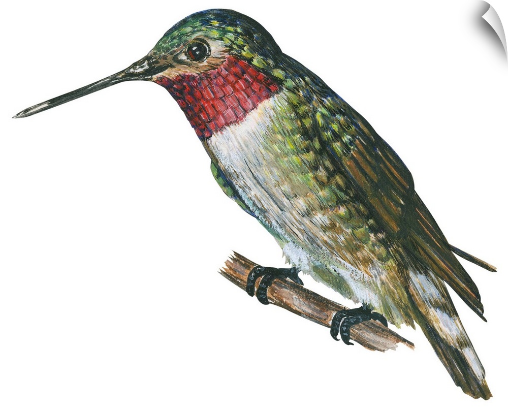 Educational illustration of the broad-tailed hummingbird.