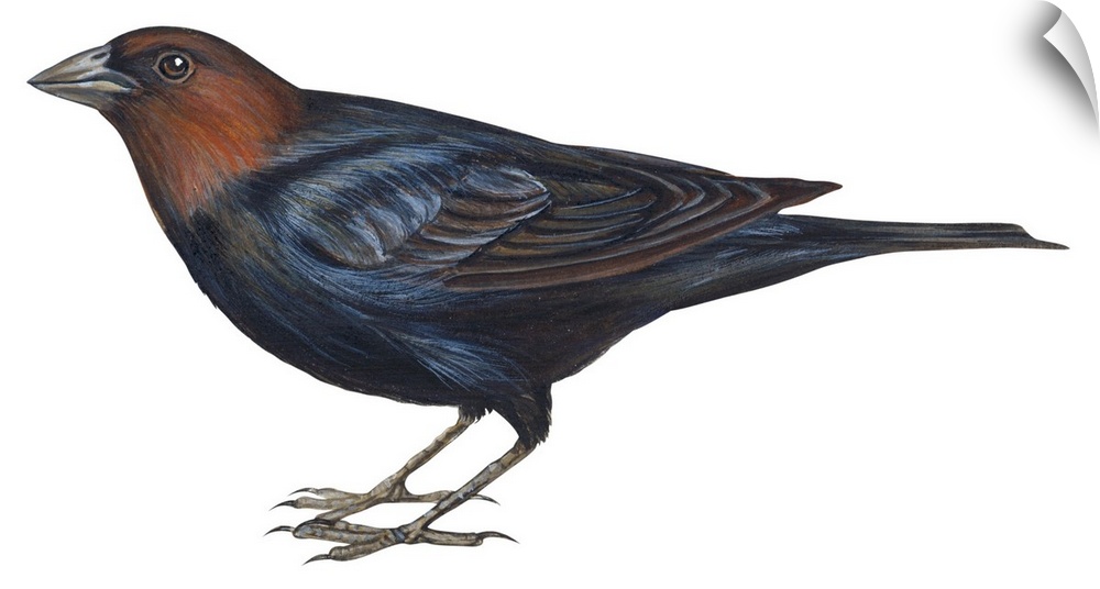 Educational illustration of the brown-headed cowbird.