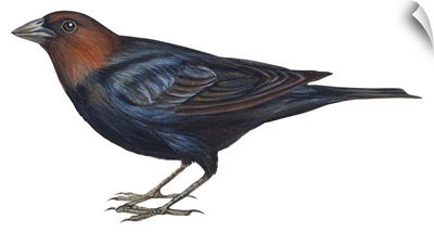 Brown-Headed Cowbird (Molothrus Ater) Illustration