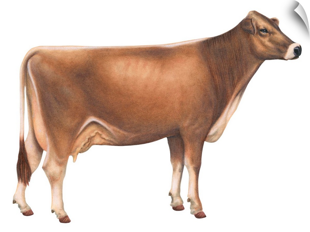 Brown Swiss Cow, Dairy Cattle