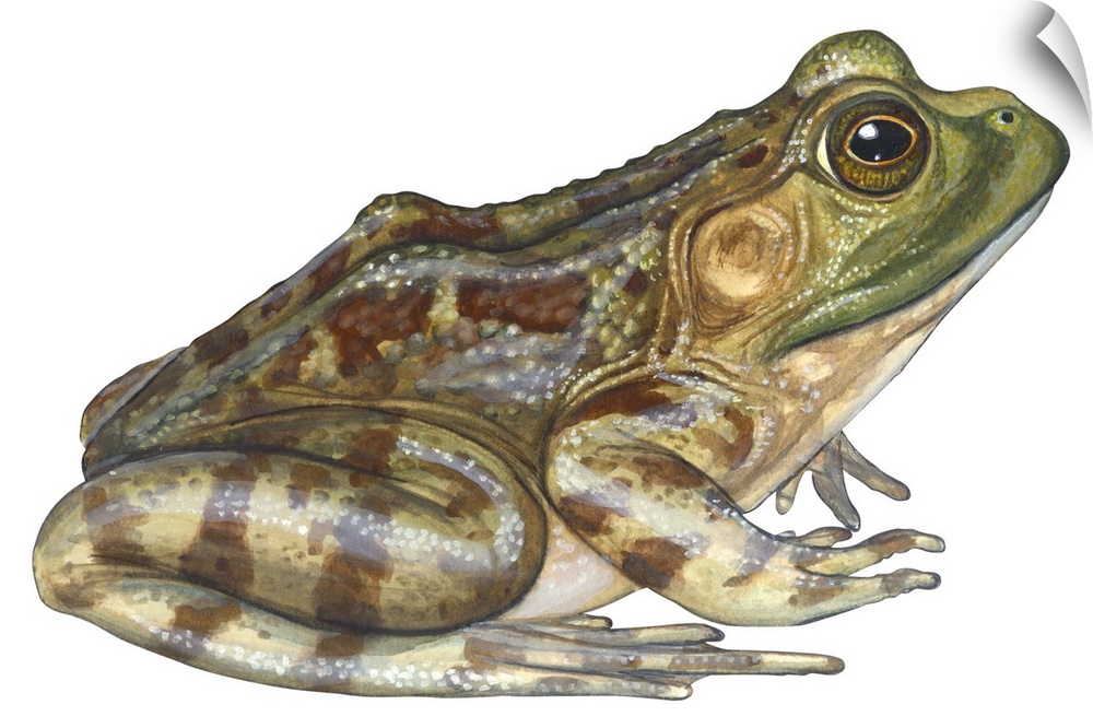 An illustration from Encyclopaedia Britannica of a bullfrog.