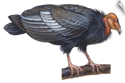 California Condor (Gymnogyps Californianus) Illustration