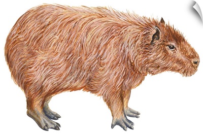 Capybara (Hydrochoerus Capybara)