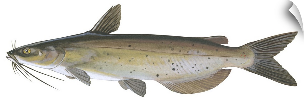 Channel Catfish (Ictalurus Punctatus)