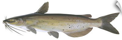 Channel Catfish (Ictalurus Punctatus)