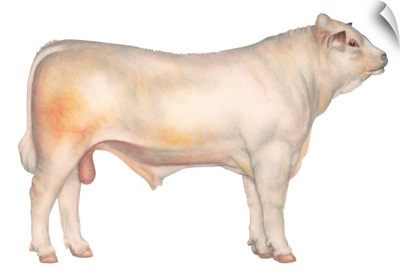 Charolais Bull, Beef Cattle