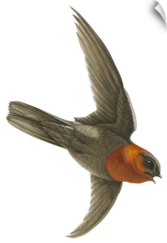 Educational illustration of the chestnut-collared swift.