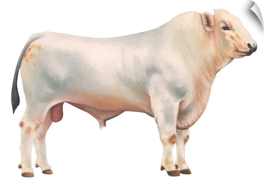 Chianini Bull, Beef Cattle