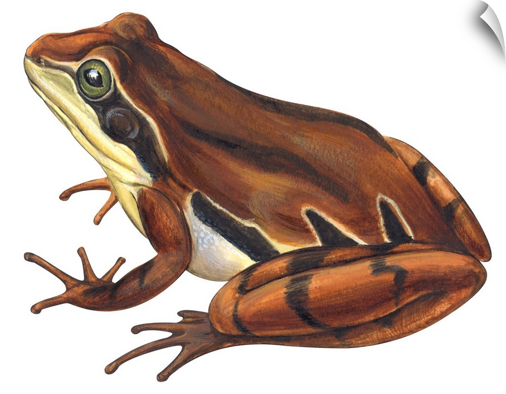 Educational illustration of the chorus frog.