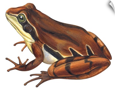 Chorus Frog (Pseudacris Ornata)  Illustration