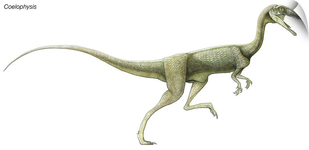 An illustration from Encyclopaedia Britannica of the dinosaur Coelophysis.