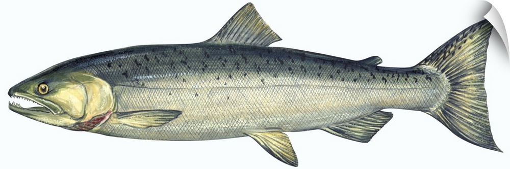 Coho (Oncorhynchus Kisutch), Silver Salmon