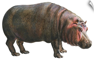 Common Hippopotamus (Hippopotamus Amphibius)