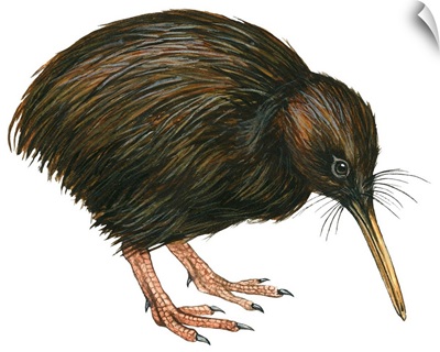 Common Kiwi (Apteryx Australis) Illustration
