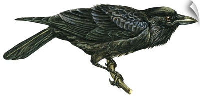 Common Raven (Corvus Corax) Illustration