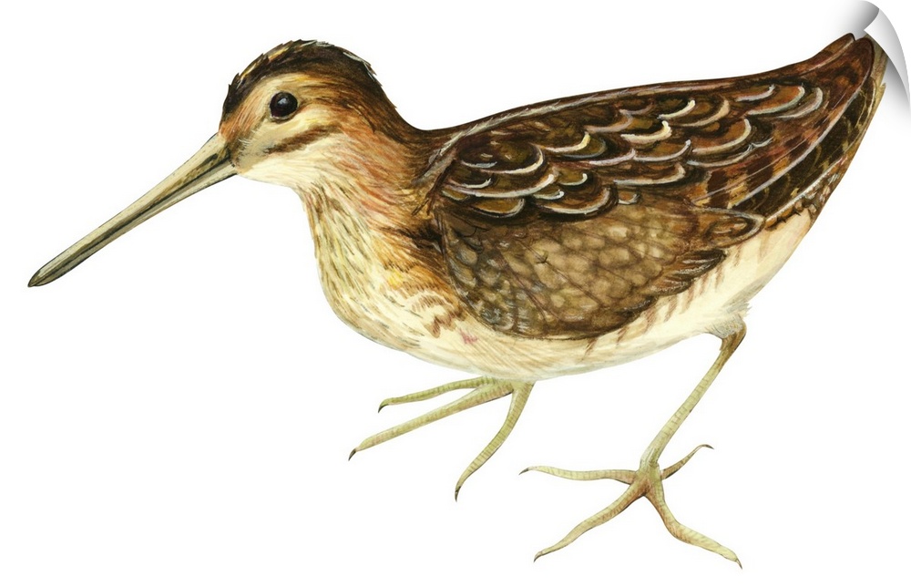 Educational illustration of the common snipe.