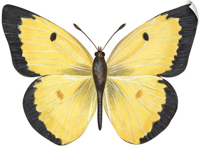 Common Sulphur Butterfly (Colias Philodice)
