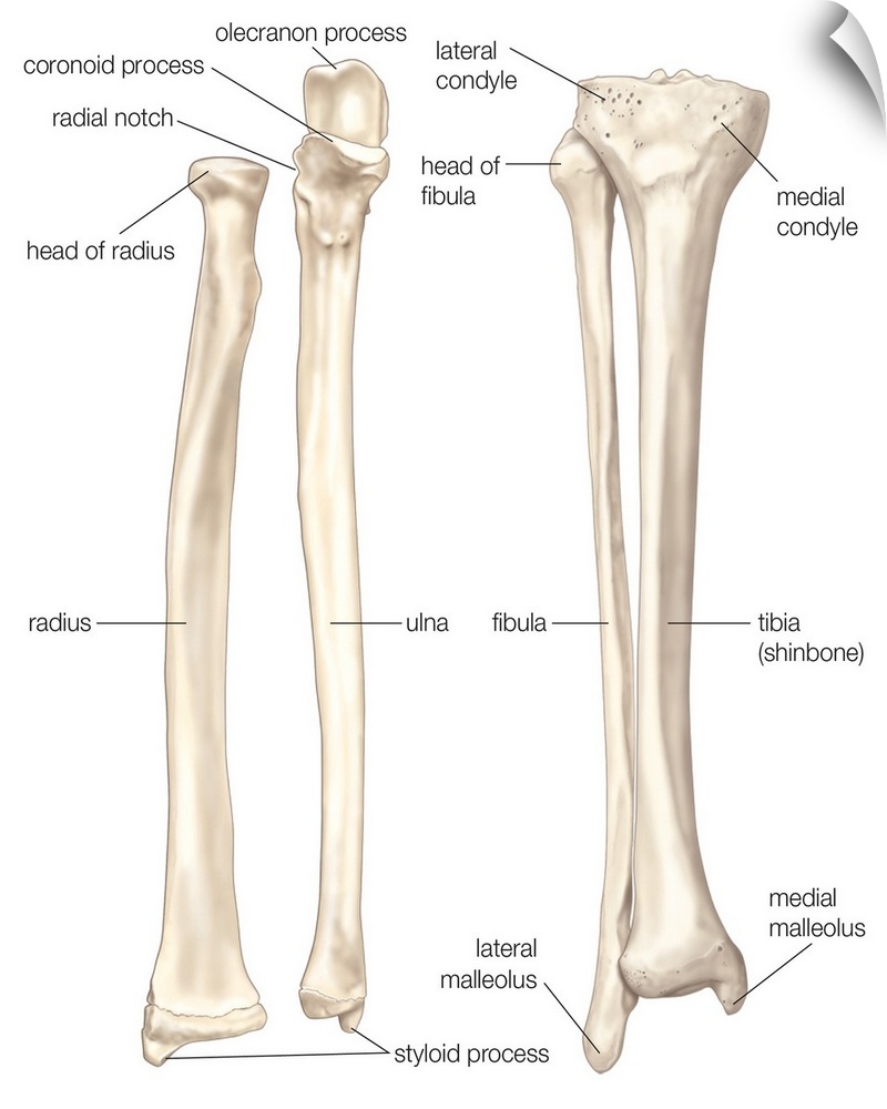 Comparison of bones of forearm and lower leg - anterior view. skeletal system