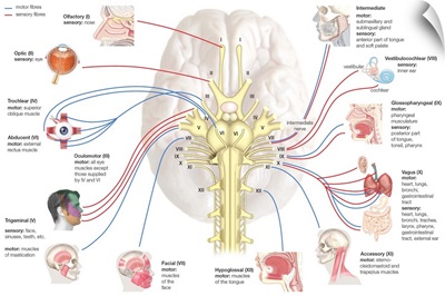 Cranial nerves. nervous system