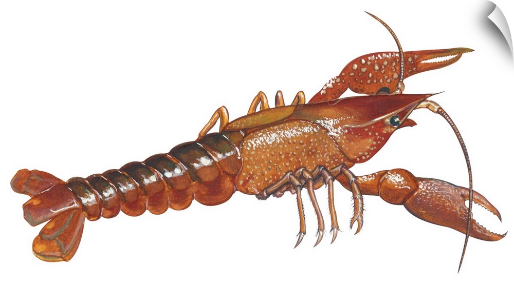 Educational illustration of a crayfish.