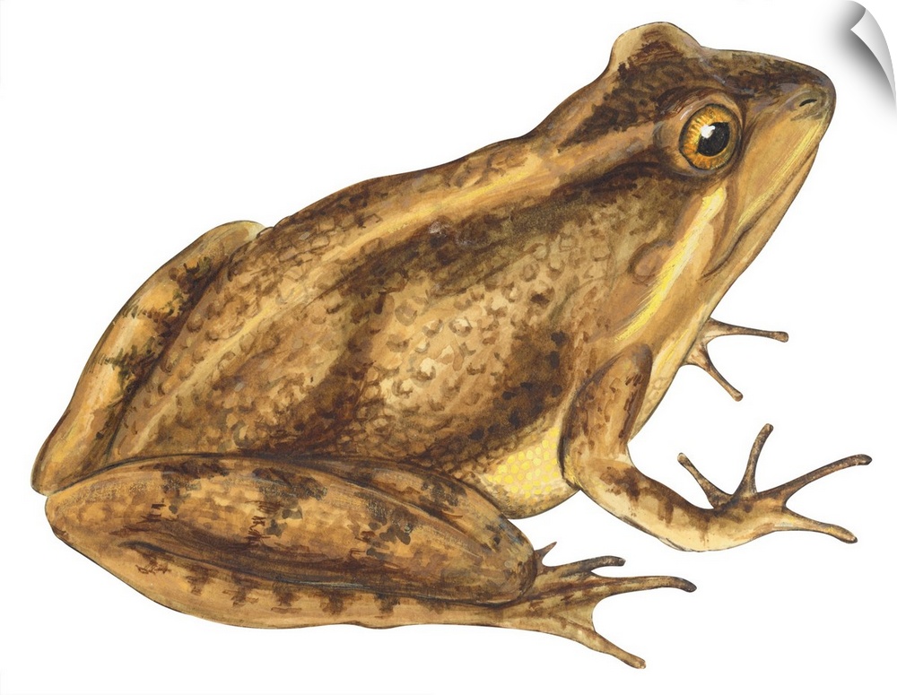 Educational illustration of the cricket frog.