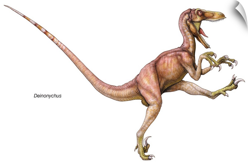 An illustration from Encyclopaedia Britannica of the dinosaur Deinonychus.