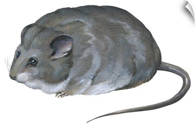 Desert Dormouse (Selevinia Betpakdalaensis), Selevin's Mouse