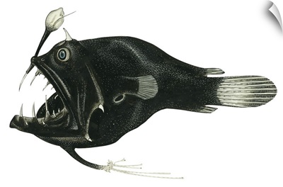 Devil Angler (Linophryne Bicornis)