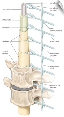 Diagram of spinal cord, vertebrae, and sympathetic trunk. nervous system