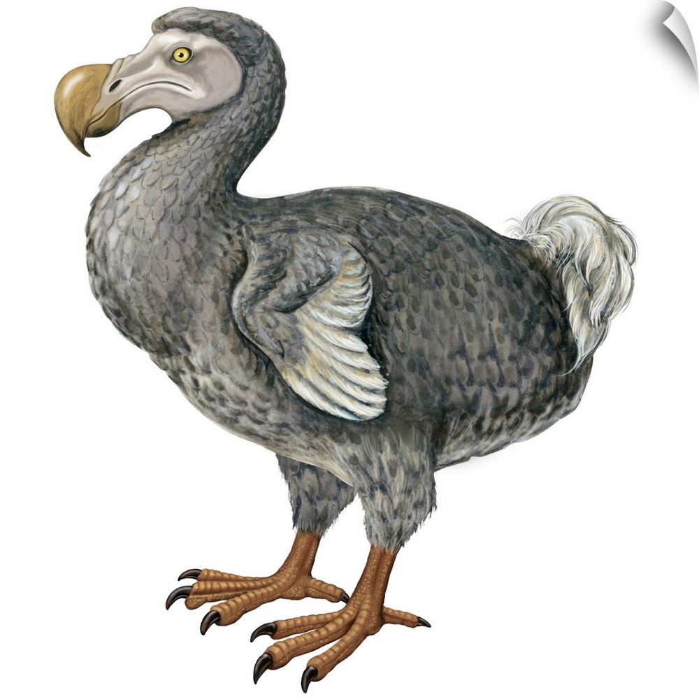 Educational illustration of the dodo.