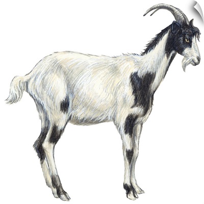 Domestic Goat (Capra Hircus)
