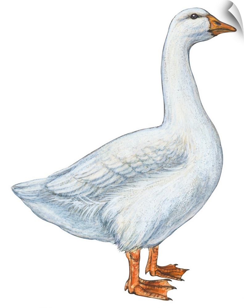 Educational illustration of the domestic goose.