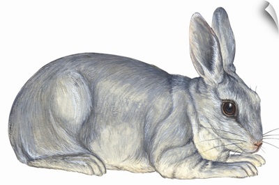 Domestic Rabbit (Oryctolagus Cuniculus)