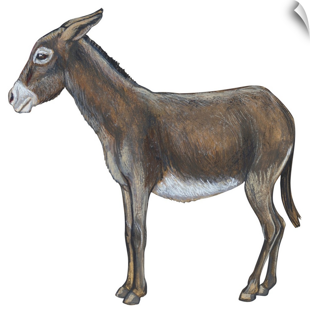 Donkey (Equus Asinus)