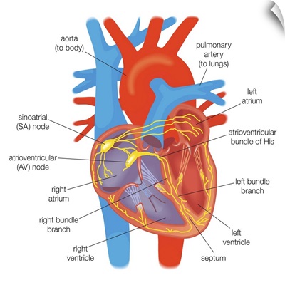 Electrical conduction in the heart controlled by pacemaker cells in the sinoatrial node.