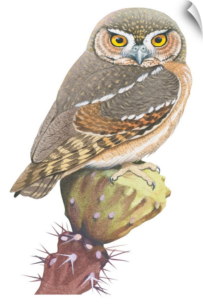 Educational illustration of the elf owl.